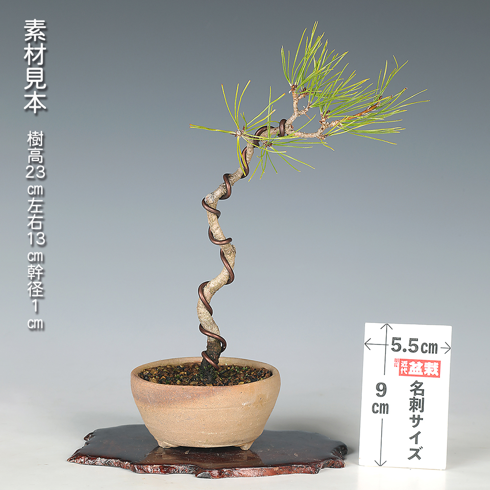 赤松 | 盆栽、盆栽書籍、盆栽鉢の通販│近代出版