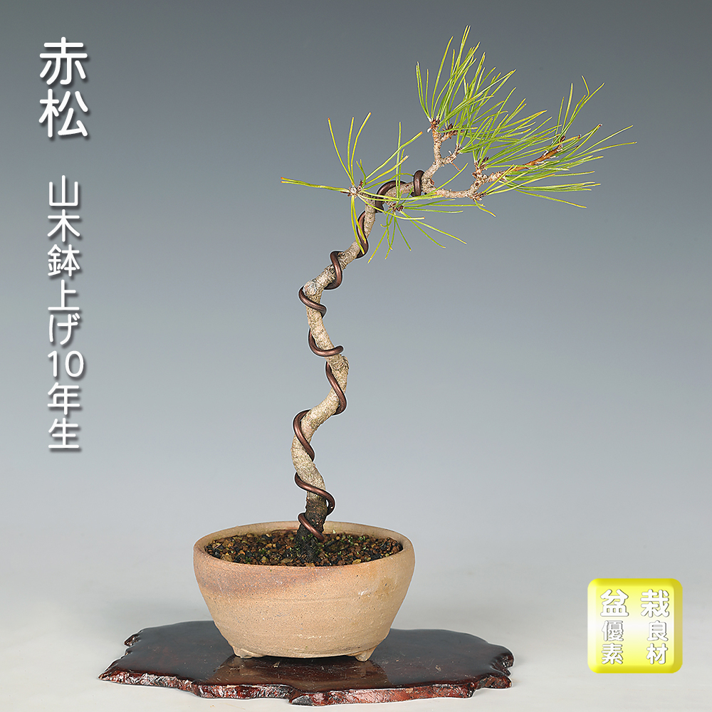 お買い得盆栽 | 盆栽、盆栽書籍、盆栽鉢の通販│近代出版