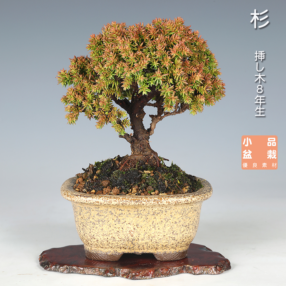 お買い得盆栽 | 盆栽、盆栽書籍、盆栽鉢の通販│近代出版