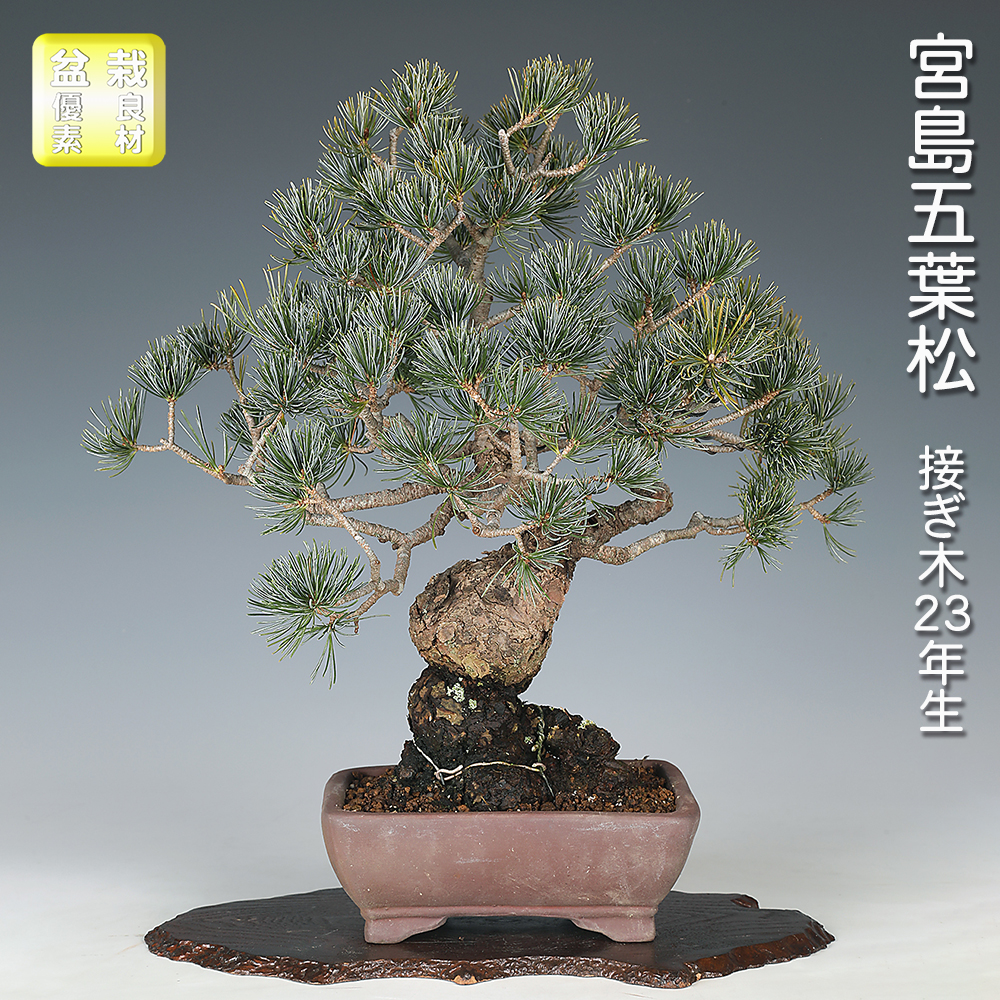宮島五葉松 | 盆栽、盆栽書籍、盆栽鉢の通販│近代出版