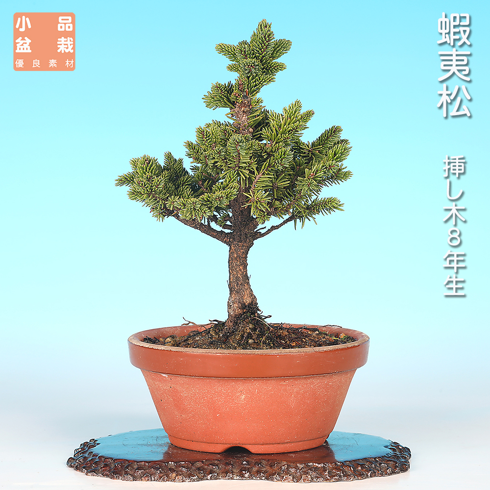 八ッ房蝦夷松 | 盆栽、盆栽書籍、盆栽鉢の通販│近代出版