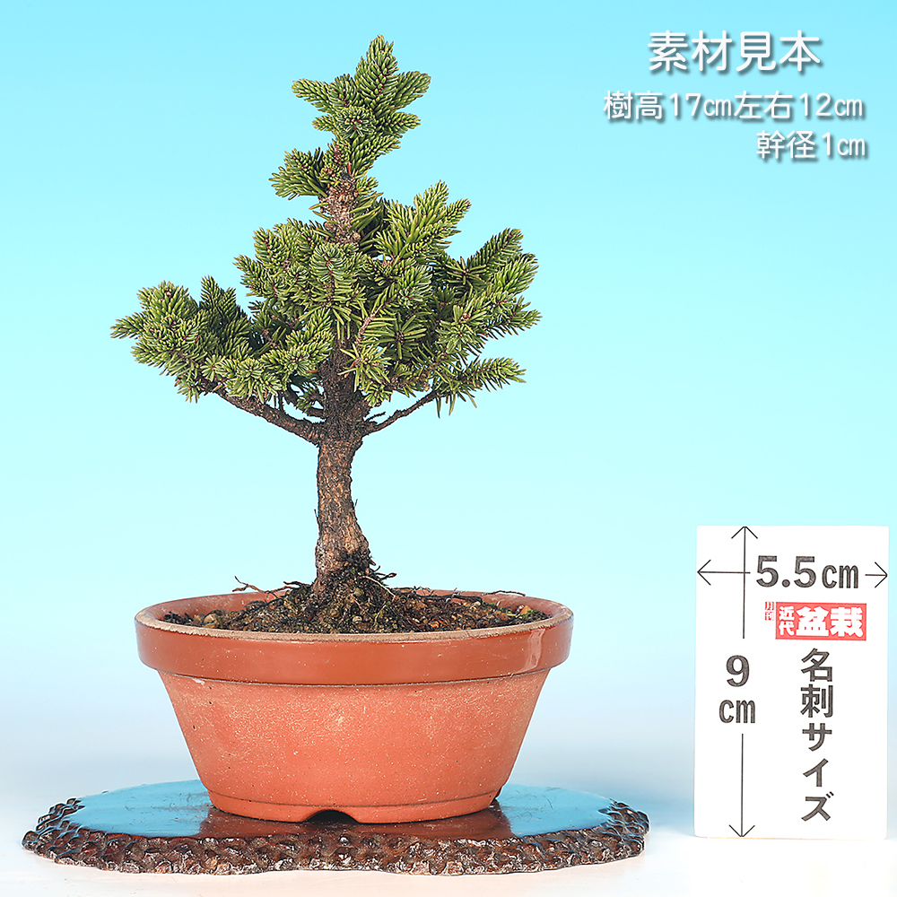 八ッ房蝦夷松 | 盆栽、盆栽書籍、盆栽鉢の通販│近代出版