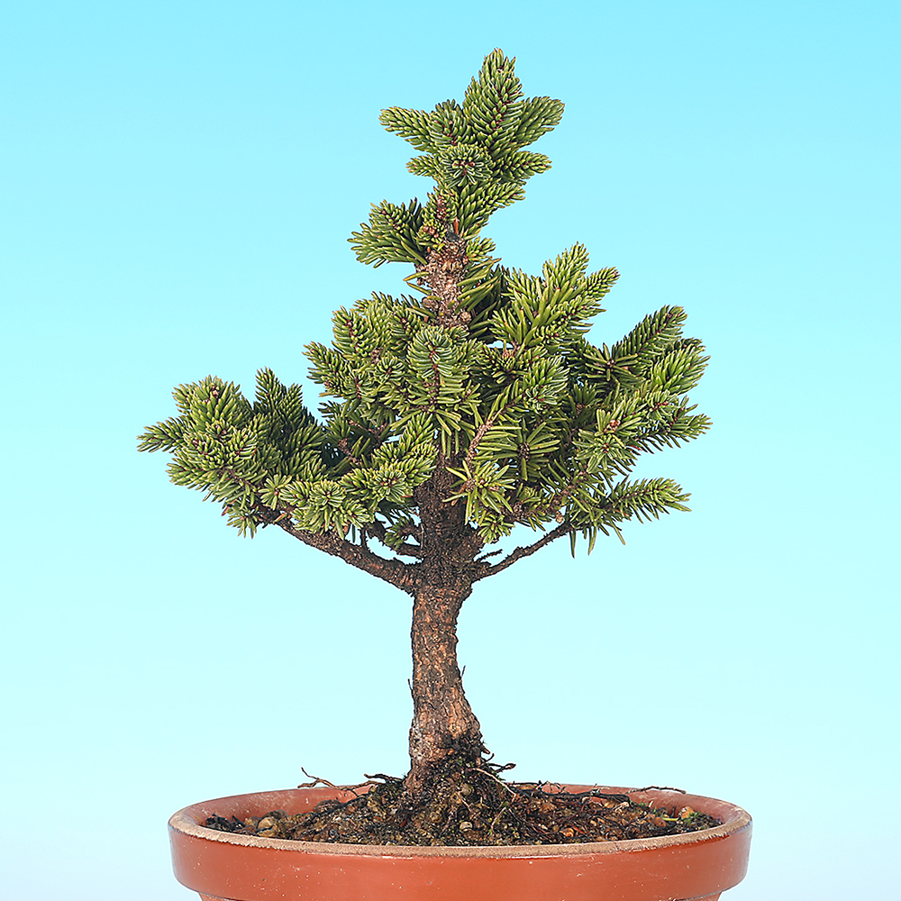 八ッ房蝦夷松 | 盆栽、盆栽書籍、盆栽鉢の通販│近代出版