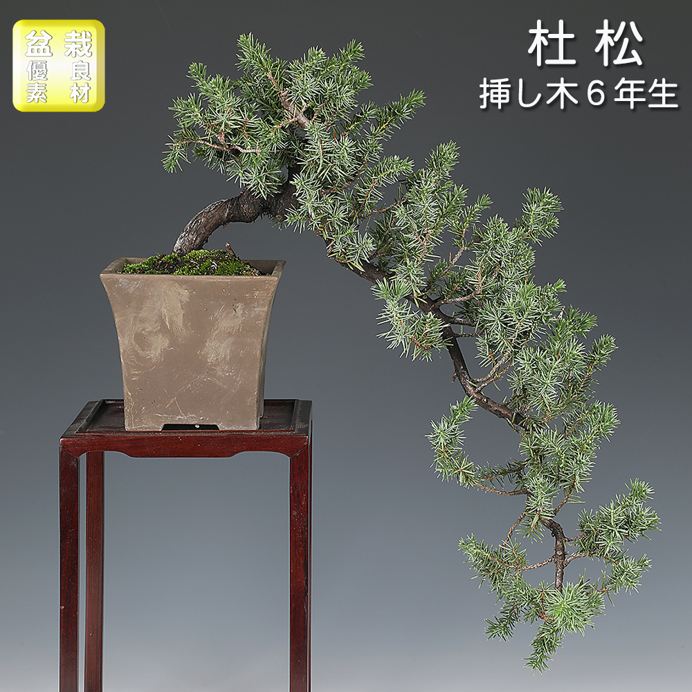 杜松 | 盆栽、盆栽書籍、盆栽鉢の通販│近代出版