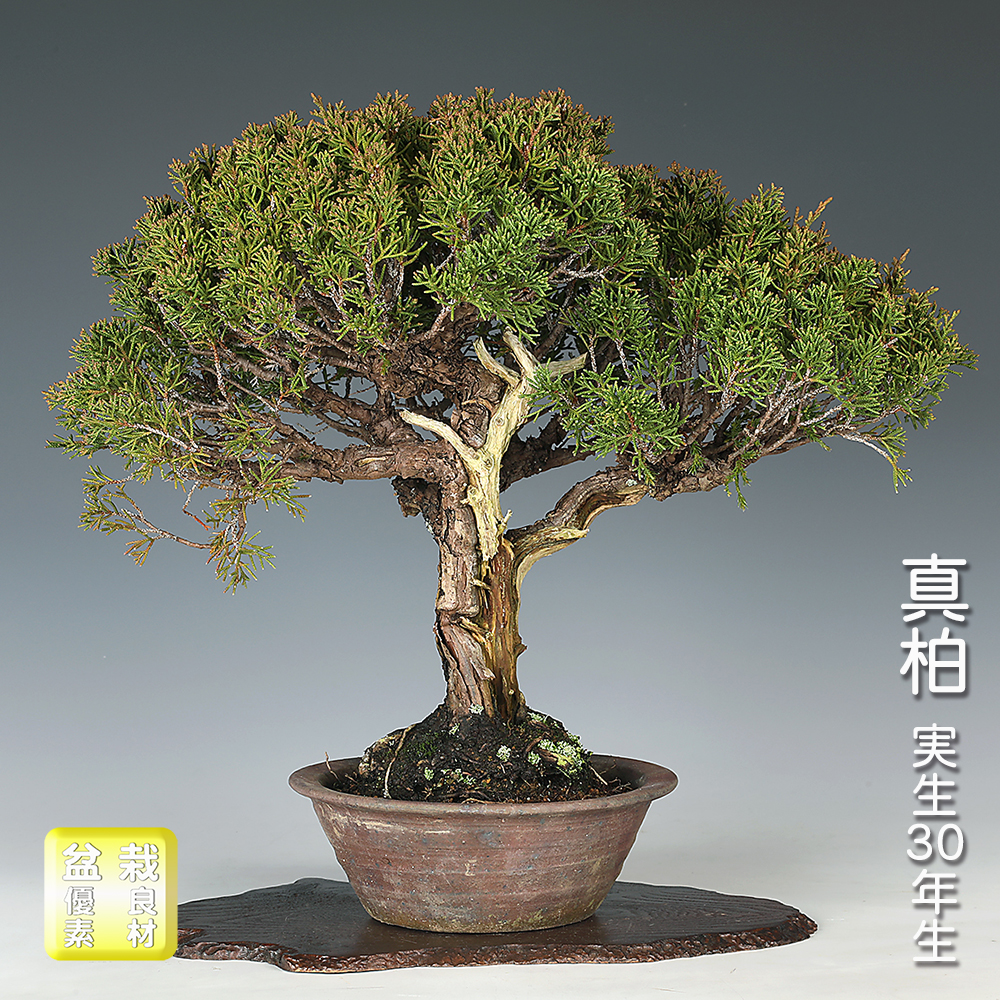 真柏 | 盆栽、盆栽書籍、盆栽鉢の通販│近代出版