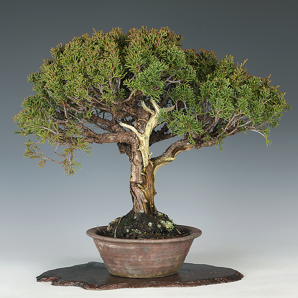 真柏 | 盆栽、盆栽書籍、盆栽鉢の通販│近代出版