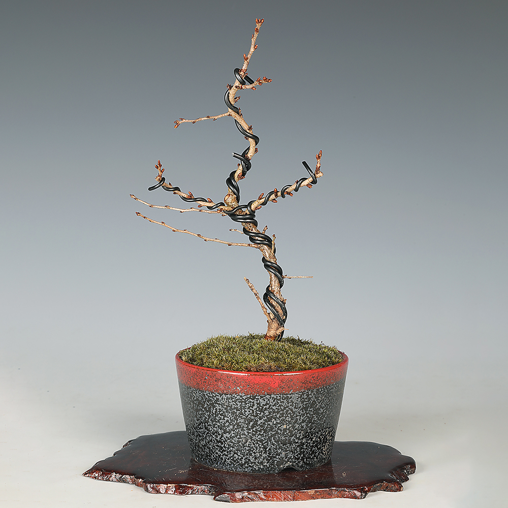 富士桜 | 盆栽、盆栽書籍、盆栽鉢の通販│近代出版