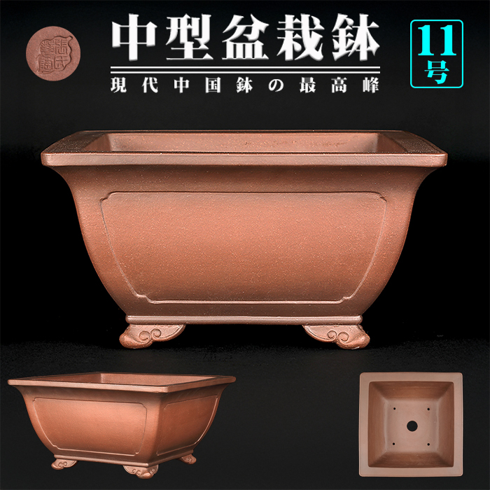 盆栽 イボタ（鉢は古い中国の鉢）樹高鉢底より約35cm 盆栽 イボタ（鉢