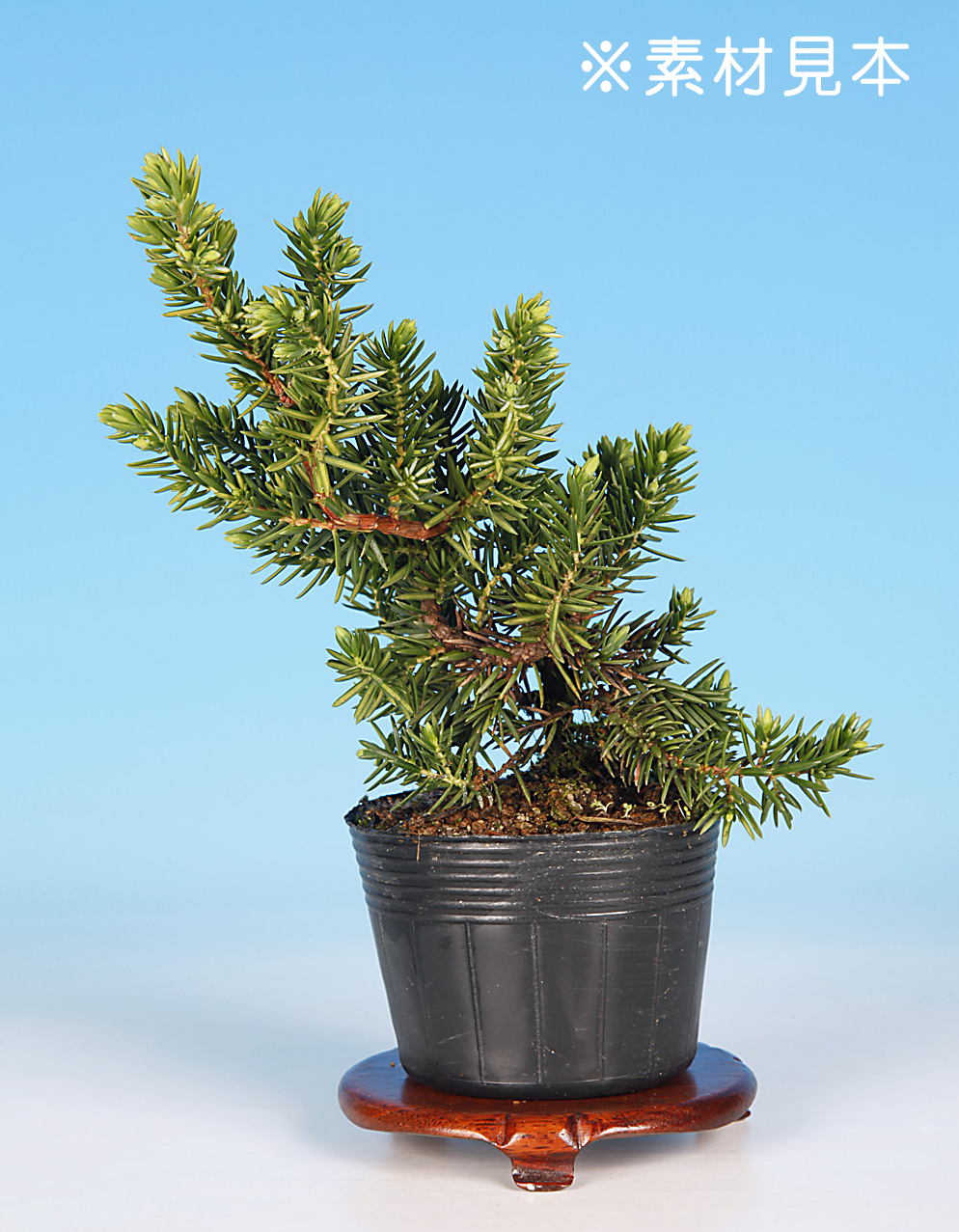伊勢杜松 | 盆栽、盆栽書籍、盆栽鉢の通販│近代出版