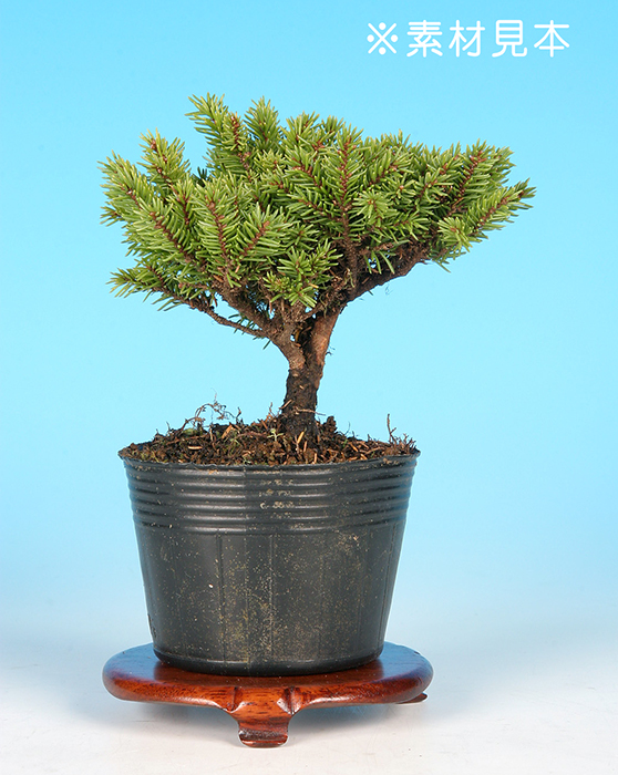 八ッ房蝦夷松 | 盆栽、盆栽書籍、盆栽鉢の通販│近代出版