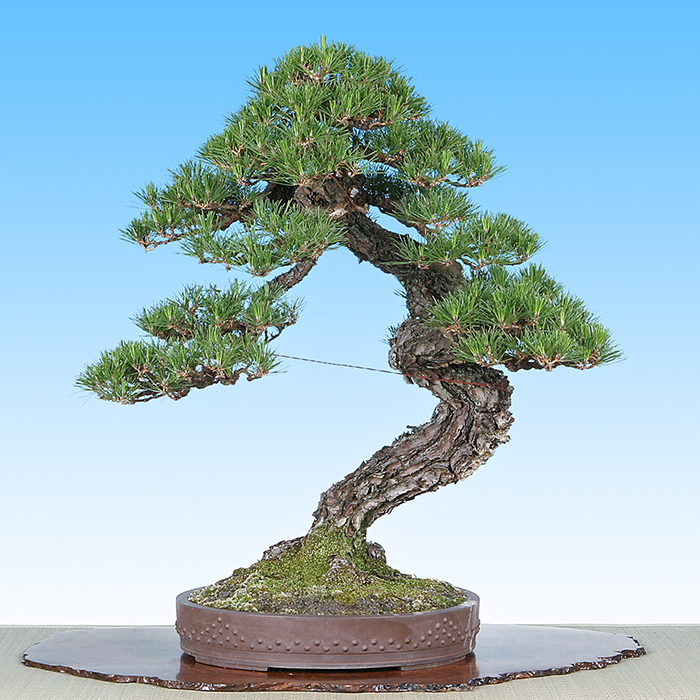 焼き銅線「佳由架」PRO (#22) 0.7mm 1kg | 盆栽、盆栽書籍、盆栽鉢の