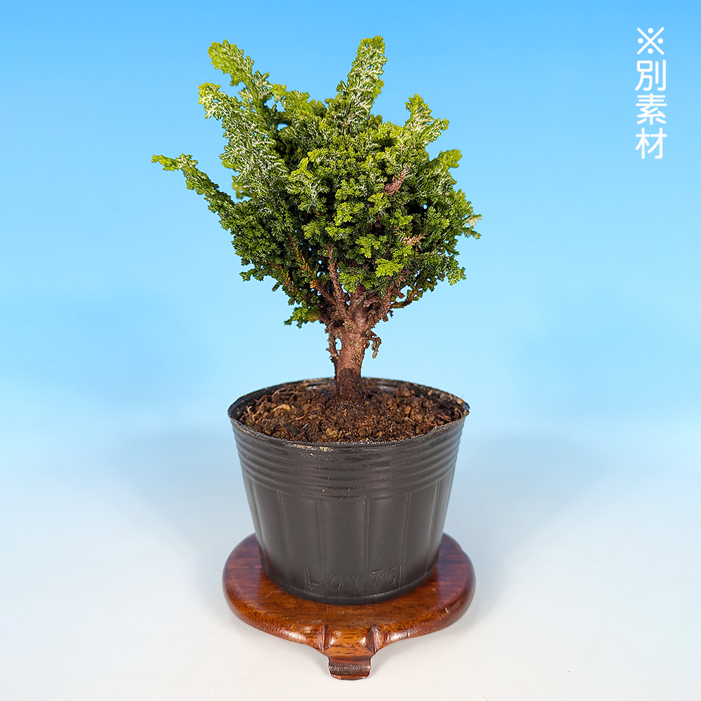 石化桧 | 盆栽、盆栽書籍、盆栽鉢の通販│近代出版