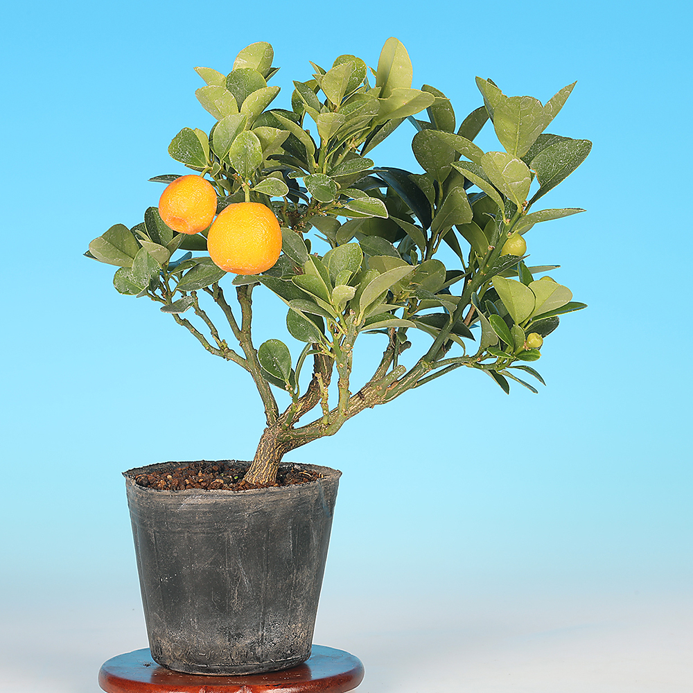 金柑（大実） | 盆栽、盆栽書籍、盆栽鉢の通販│近代出版