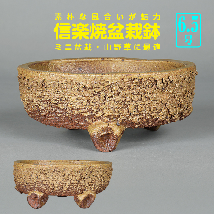 盆栽 鉢 緑巳斉春松 幅47.5cm Yahoo!オークション -「春松」(盆栽) の