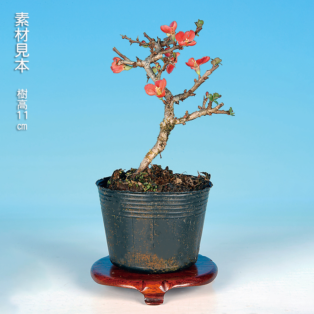 長寿梅（赤花） | 盆栽、盆栽書籍、盆栽鉢の通販│近代出版