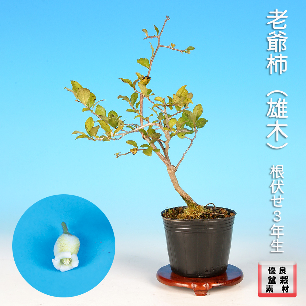 老爺柿（雄木） | 盆栽、盆栽書籍、盆栽鉢の通販│近代出版