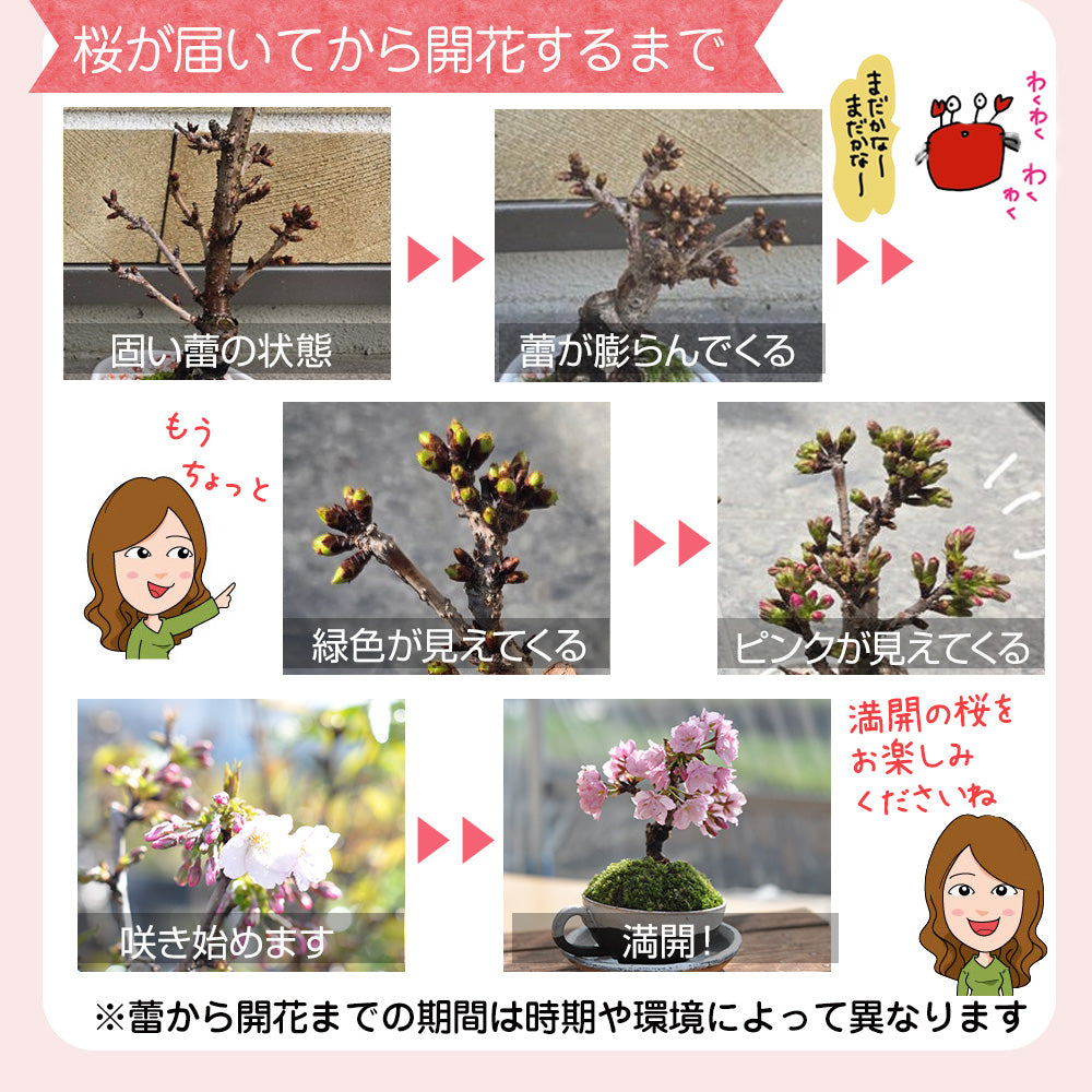 藤と桜の寄植え 信楽焼 瓦鉢正角の盆栽を販売｜盆栽妙 – 盆栽妙 本店