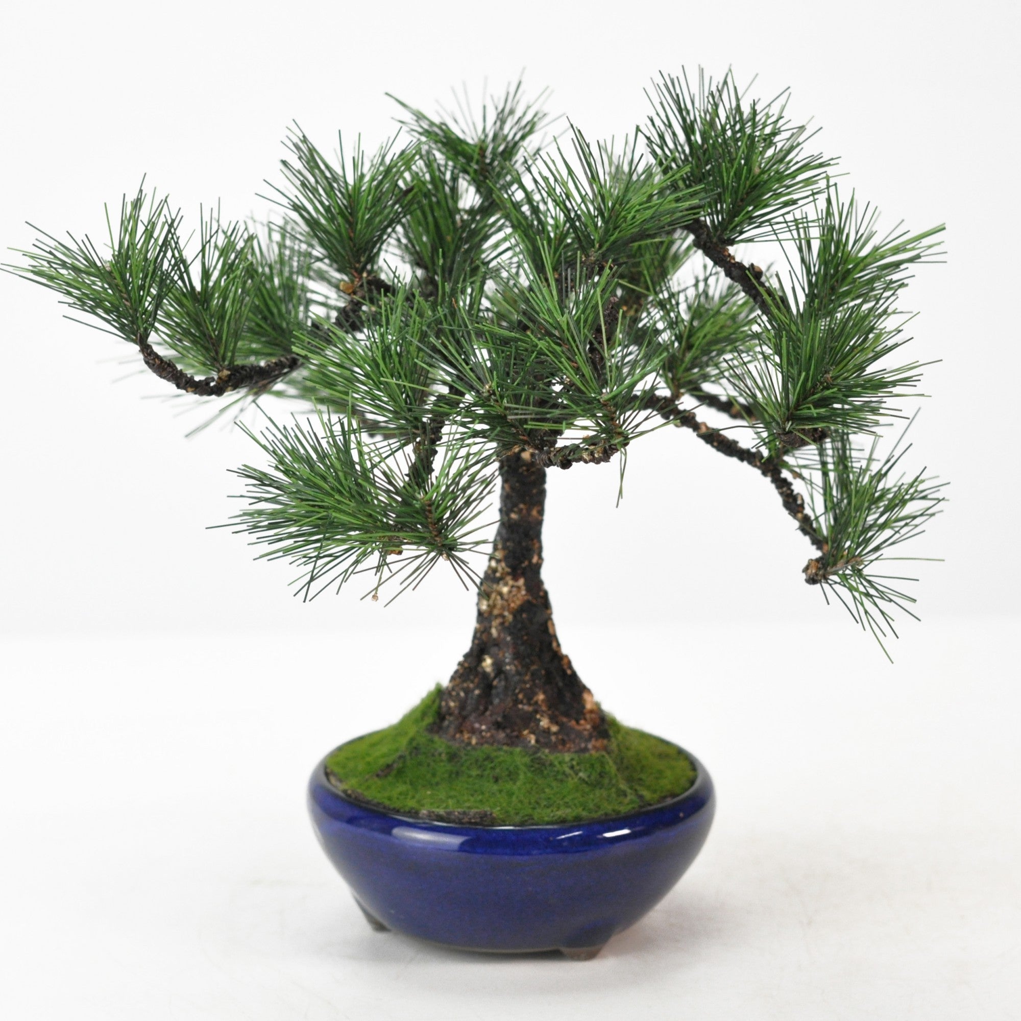 造花盆栽 松 直幹の販売｜盆栽妙 – 盆栽妙 本店