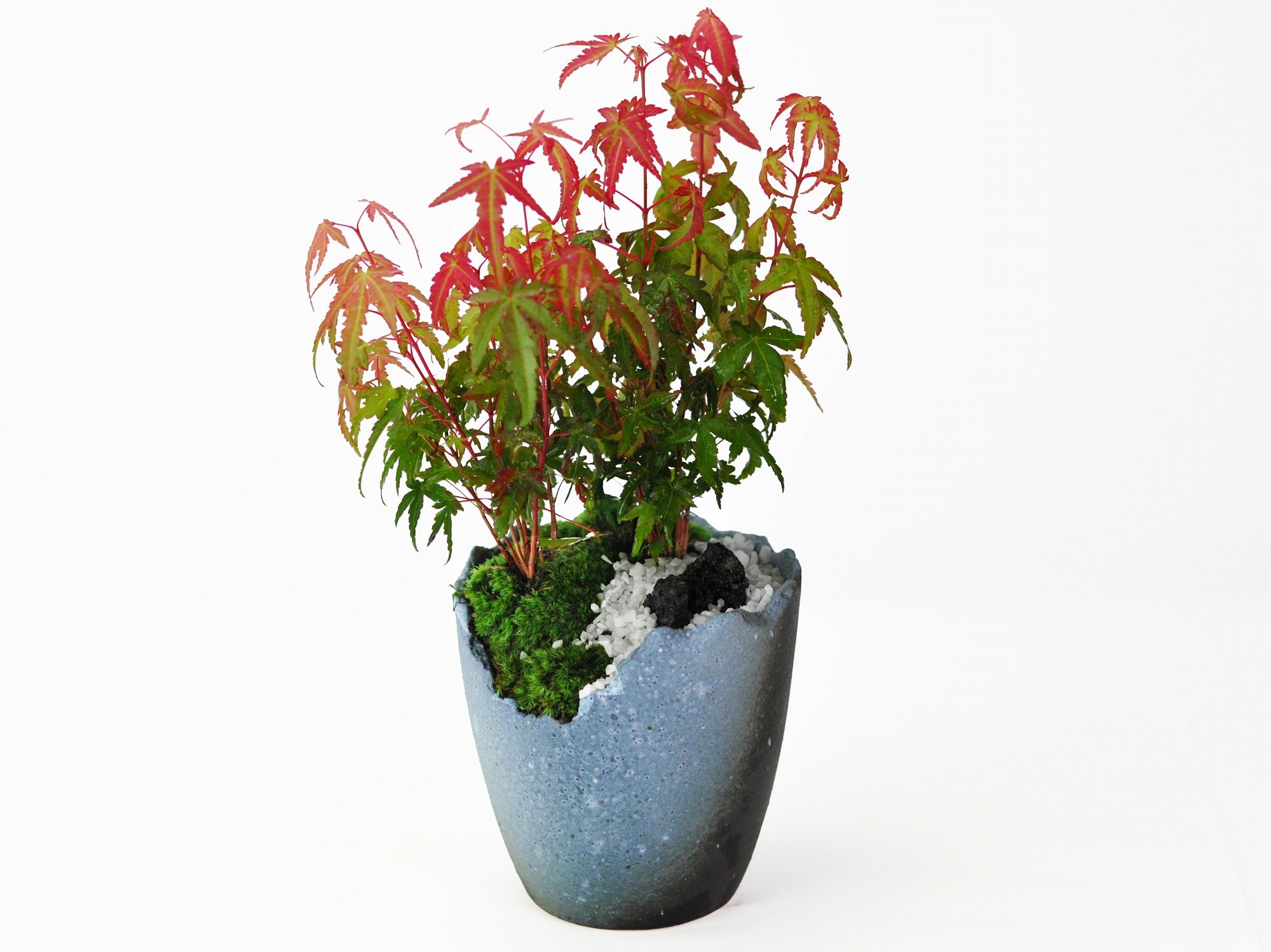 紅葉 もみじの坪庭 の盆栽の販売｜盆栽妙 – 盆栽妙 本店