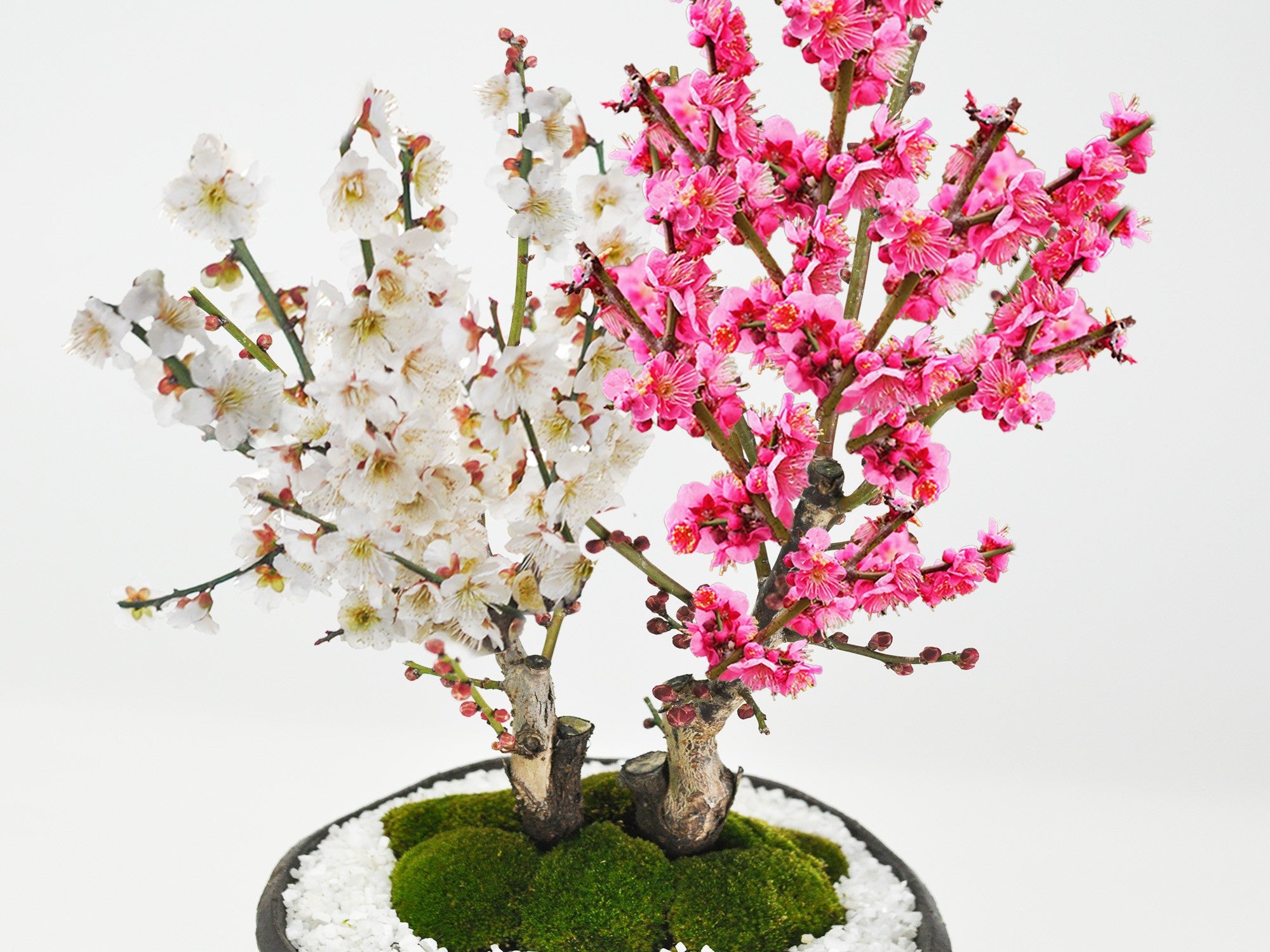 紅梅と白梅の二本植えの盆栽｜盆栽妙 – 盆栽妙 本店