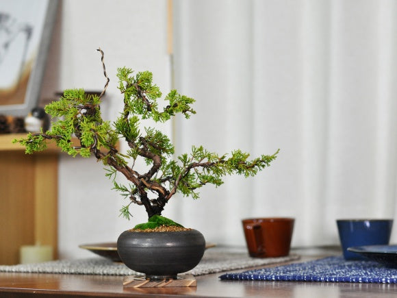 真柏の盆栽 信楽焼金彩丸鉢を販売｜入門は盆栽妙 – 盆栽妙 本店