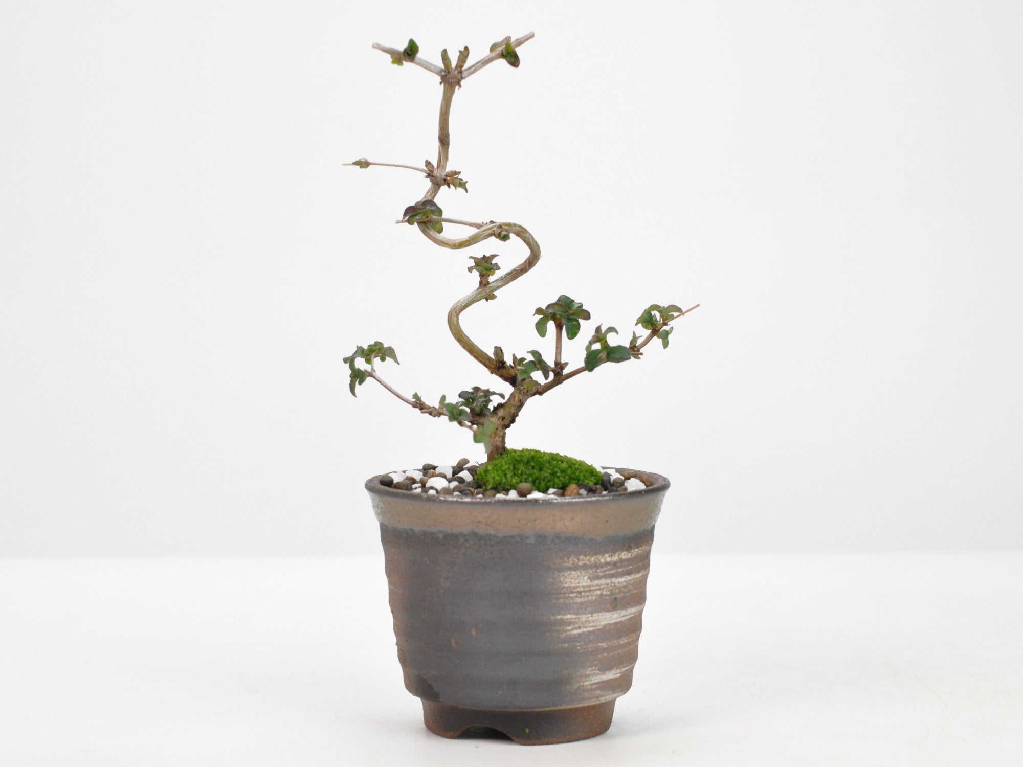 ウグイスカグラ(鶯神楽)の盆栽の盆栽の販売｜盆栽妙 – 盆栽妙 本店