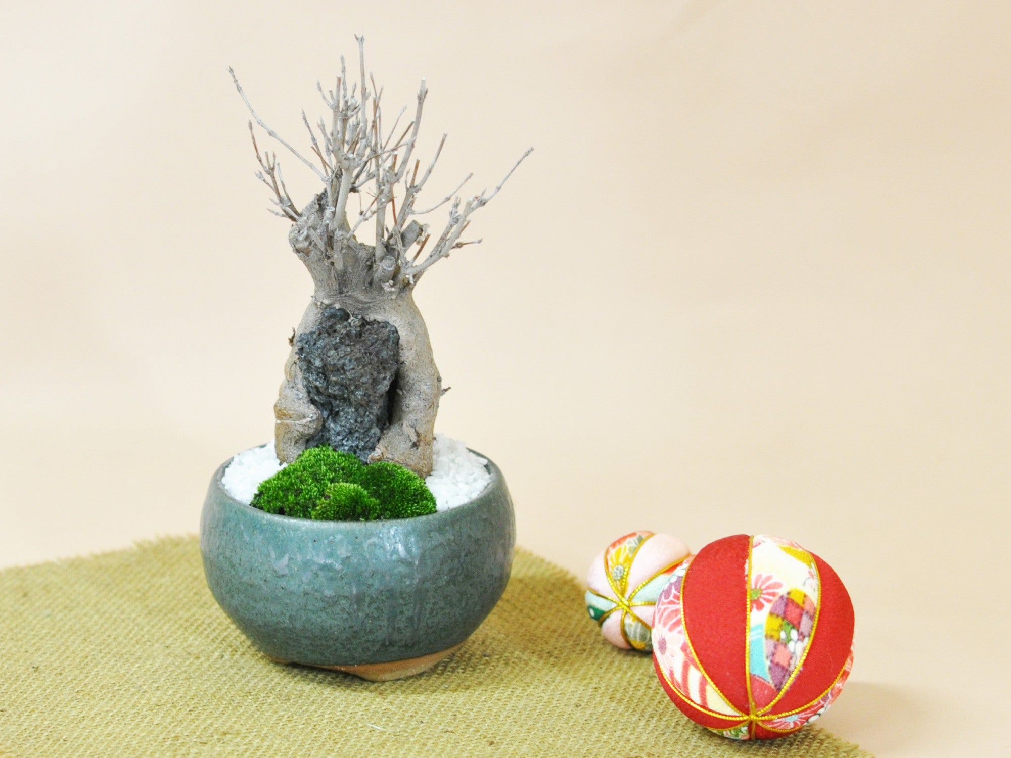 石付き楓の盆栽の販売｜盆栽妙 – 盆栽妙 本店