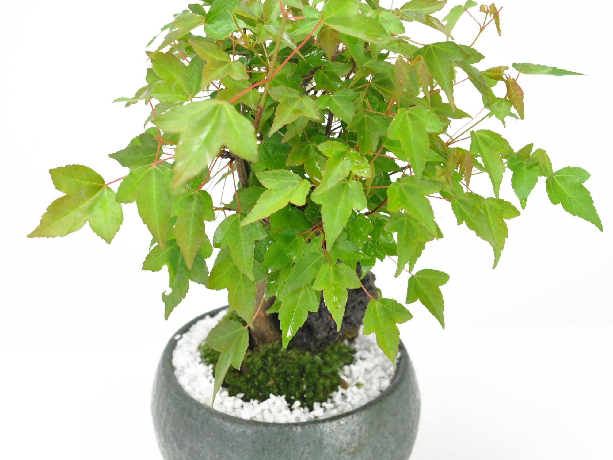 3641d08.jpg?v=1718689931&width