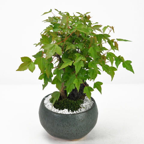 石付き楓の盆栽の販売｜盆栽妙 – 盆栽妙 本店