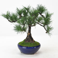 造花盆栽 松 直幹の販売｜盆栽妙 – 盆栽妙 本店