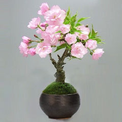 一才桜(旭山) の盆栽を販売｜はじめる専門店 盆栽妙 – 盆栽妙 本店