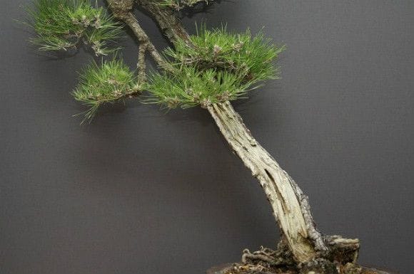 山採り黒松 大品盆栽 樹齢60年の一点物盆栽を販売｜盆栽妙 – 盆栽妙 本店