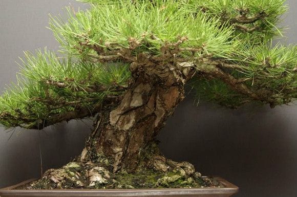 山採り黒松 大品盆栽 樹齢60年の一点物盆栽を販売｜盆栽妙 – 盆栽妙 本店