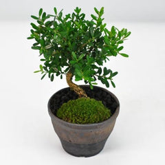 台湾ツゲの盆栽を販売｜盆栽妙 – 盆栽妙 本店