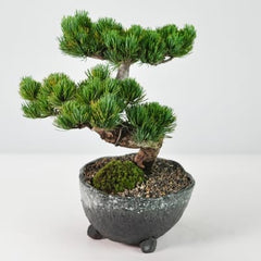 高松盆栽 別格五葉松の盆栽を販売｜盆栽妙 – 盆栽妙 本店