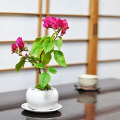 ブーゲンビリアの盆栽を販売｜盆栽妙 – 盆栽妙 本店