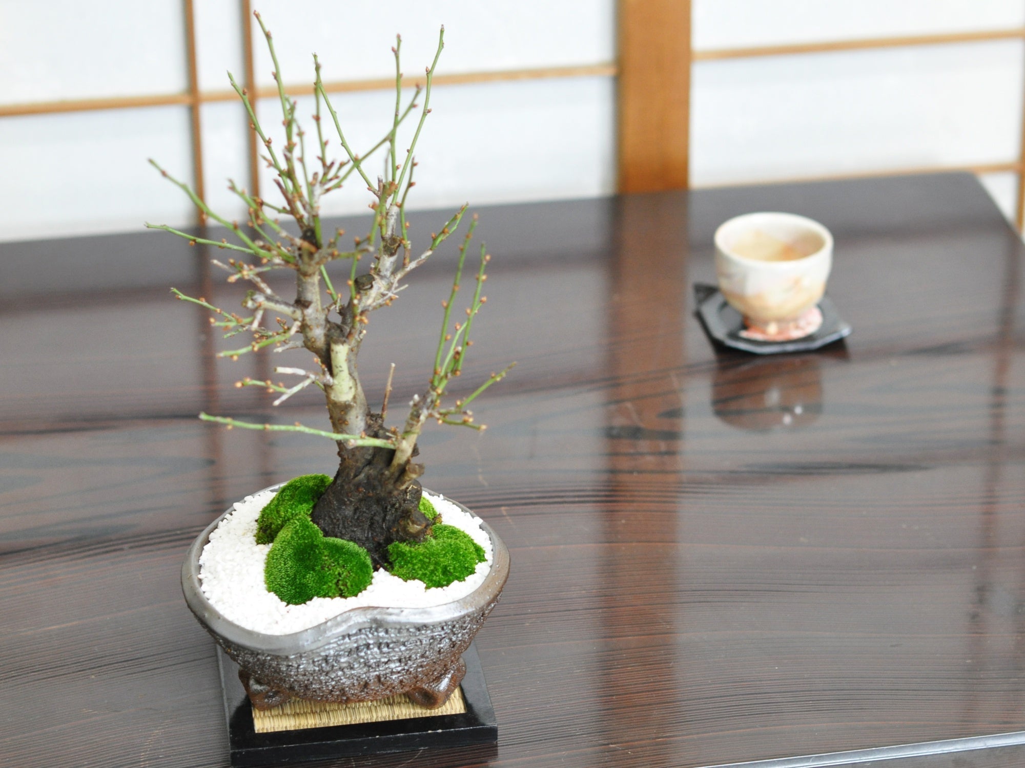 野梅の盆栽を販売｜入門は盆栽妙 – 盆栽妙 本店