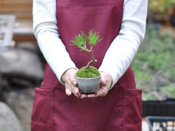 くろまつミニミニ鉢の盆栽を販売｜入門は盆栽妙 – 盆栽妙 本店