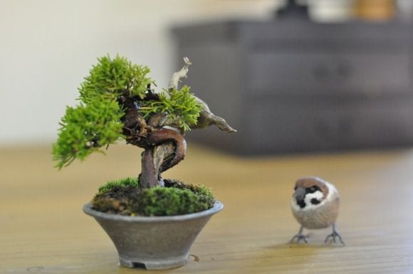 真柏 1点もの No.451の盆栽を販売｜通信講座は盆栽妙 – 盆栽妙 本店