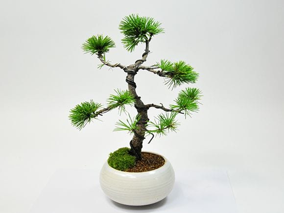 三河の五葉松の盆栽を販売｜入門は盆栽妙 – 盆栽妙 本店