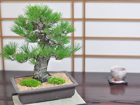 高松盆栽 黒松 「威風堂々」 本場四国の職人仕立て｜ 盆栽妙 – 盆栽妙 本店