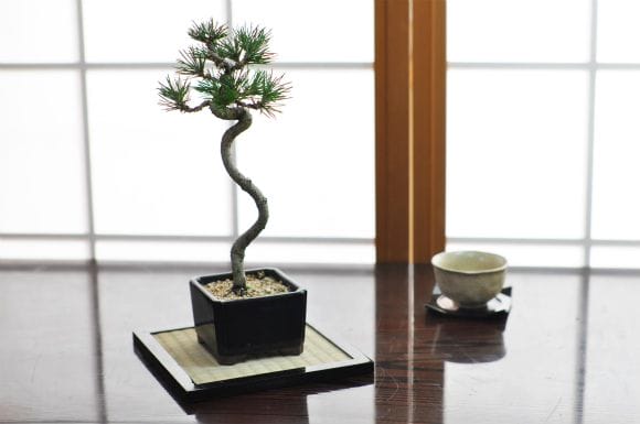 文人黒松の盆栽を販売｜入門は盆栽妙 – 盆栽妙 本店