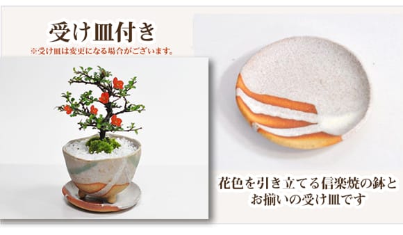 母の日の花盆栽 長寿梅 樹齢6年 信楽焼祝い鉢｜プレゼントに盆栽妙