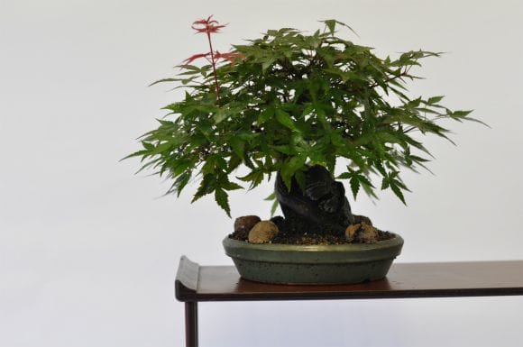 清玄 もみじ 1点もの No.531の盆栽を販売｜通信講座は盆栽妙 – 盆栽妙 本店