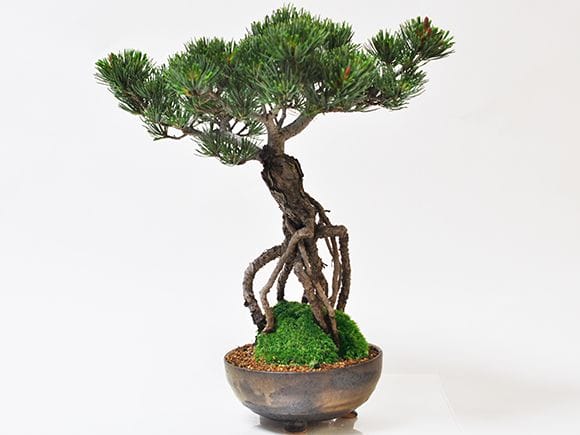 根上がりの五葉松 を販売｜入門は盆栽妙 – 盆栽妙 本店