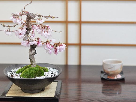 1062_4.jpg?v=1700487398&width=1946