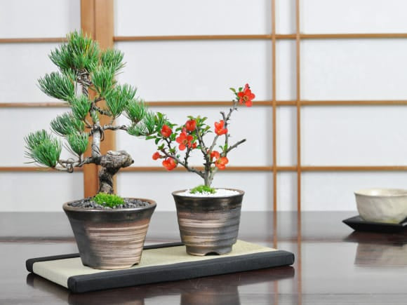 母の日 松と花 ミニ盆栽ペアセット| プレゼントに盆栽妙 – 盆栽妙 本店