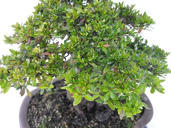 皐月盆栽大盃 皐月盆栽 大 盃 展示会用 (株立ち）