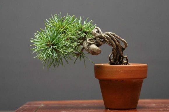 四国五葉松 豆盆栽 樹齢10年の一点物盆栽を販売｜盆栽妙 – 盆栽妙 本店