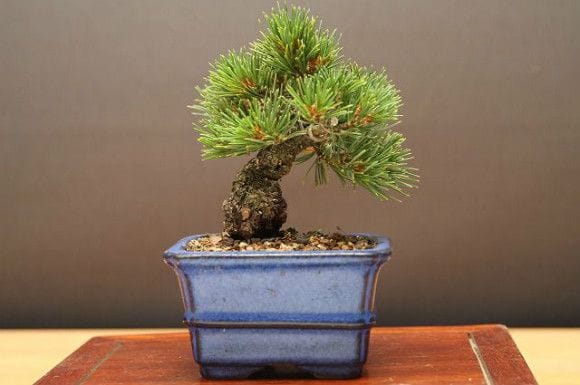 九重五葉松 豆盆栽 樹齢13年の一点物盆栽を販売｜盆栽妙 – 盆栽妙 本店